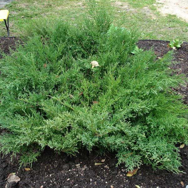 borievka pfitzeriana, juniperus pfitzeriana, borievka, borievky