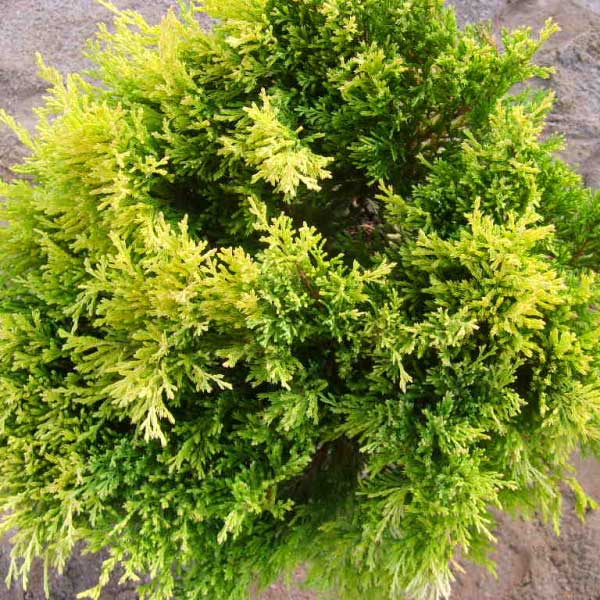 borievka rozprestretá limeglow, juniperus horizontalis limeglow