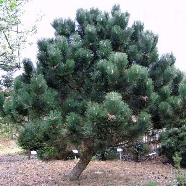 borovica čierna 80-100cm, pinus nigra, borovica, borovica nigra