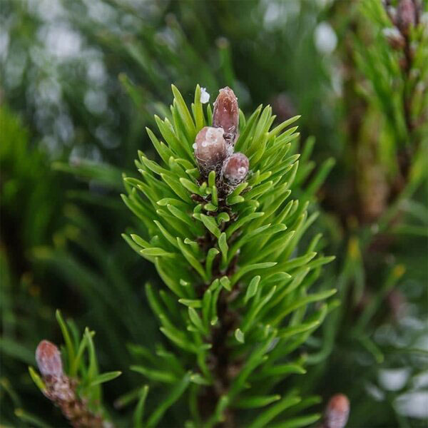Borovica horská Pumilio. Pinus mugo Pumilio.