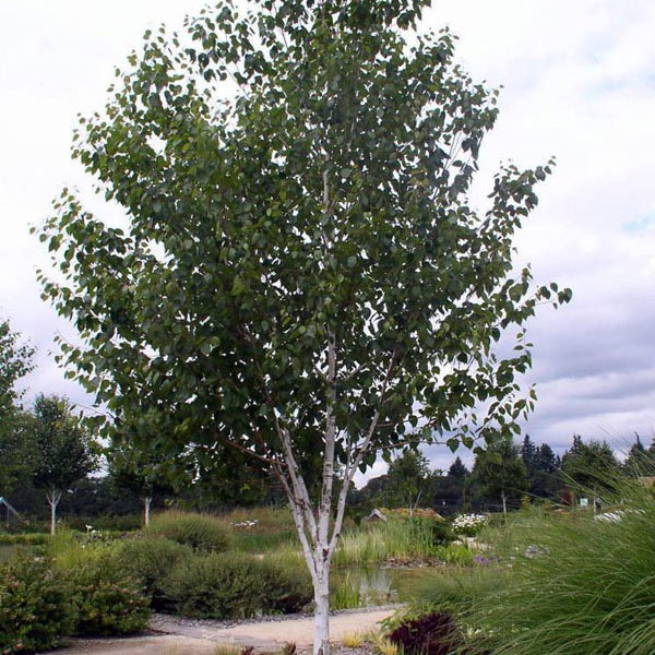 breza himalájska jacquemontii, breza jacquemontii, breza himalájska, betula utilis jacquemontii