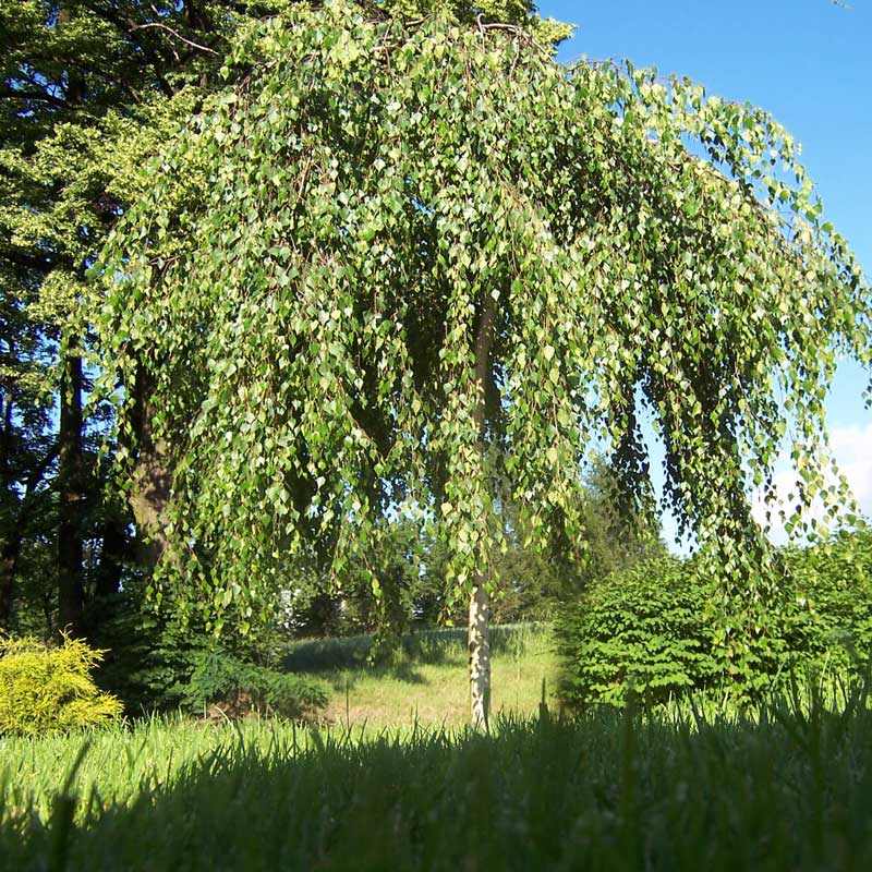 breza previsnutá youngii, betula pendula youngii, breza, breza previsnutá, betula, betula pndula, breza youngii