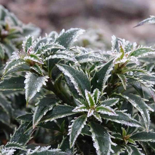 cezmína ostrolistá heckenzwerg, ilex aquifolium argentea heckenzwerg, cezmína, cezmína ostrolistá, ilex, cezmína heckenzwerg