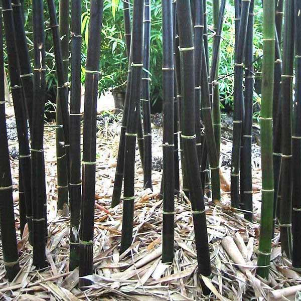 čierny bambus, phyllostachys nigra, bambus, čierne bambusy, phyllostachys