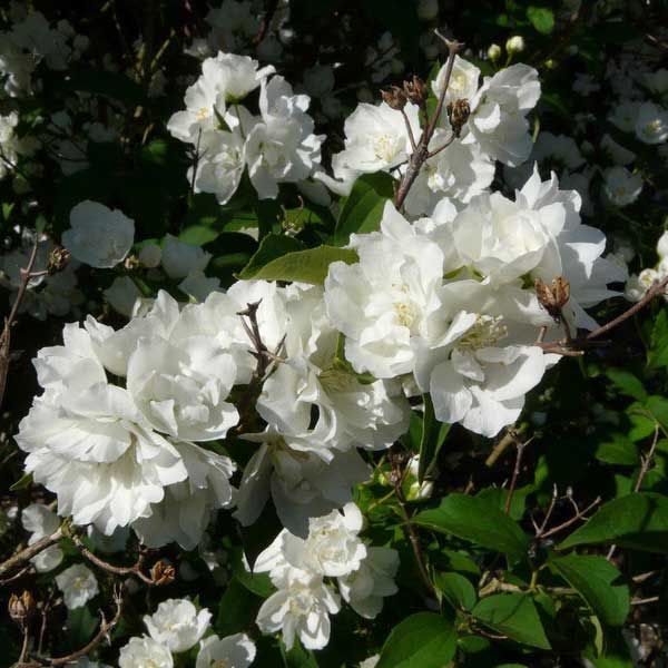 pajazmín bouquet blanc, philadelphus bouquet blanc