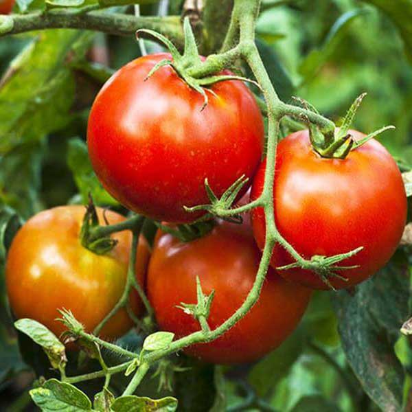 priesada paradajky býčie srdce-mäsitá, paradajka býčie srdce-mäsitá, sadenice paradajky, priesada paradajky, solanum lycopersicum l, solanum lycopersicum, solanum 