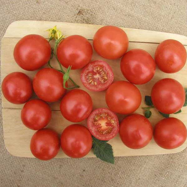 priesada paradajky bejbino, paradajka bejbino, sadenice paradajky, priesada paradajky, lycopersicon lycopersicum l, lycopersicon 