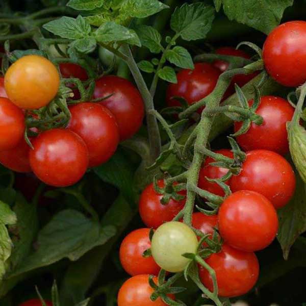 priesada paradajky cherolla-cherry, paradajka cherolla-cherry, sadenice paradajky, priesada paradajky, lycopersicon lycopersicum l, lycopersicon lycopersicum, lycopersicon 