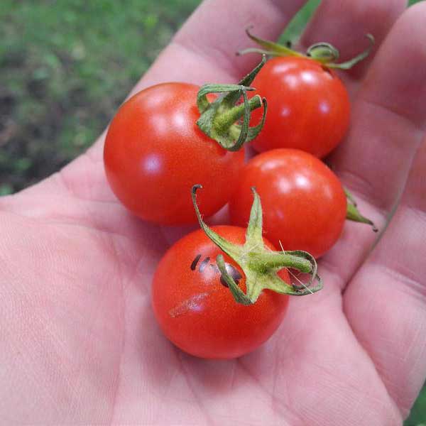 priesada paradajky jahodo-cherry, paradajka jahodo-cherry, sadenice paradajky, priesada paradajky, solanum lycopersicum l, solanum lycopersicum, solanum 