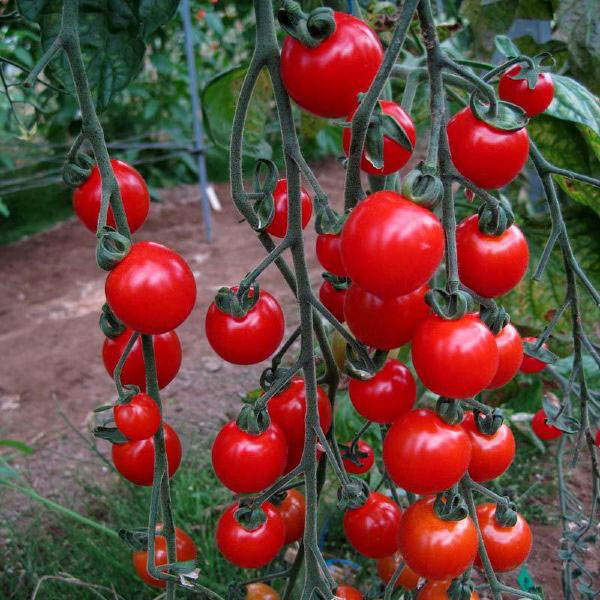 priesada paradajky mini cherry, paradajka mini cherry, sadenice paradajky, priesada paradajky, solanum lycopersicum l, solanum lycopersicum, solanum