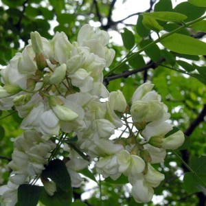 agát biely, robinia pseudoacacia umbraculifera, agát, agat