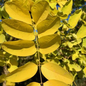 agát biely frisia, robinia pseudoacacia frisia, agát frisia