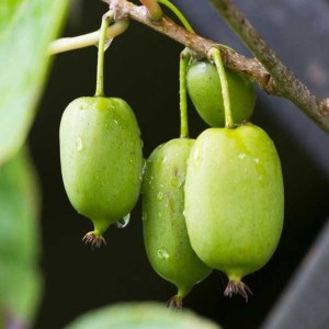 aktinídia význačná issai, actinidia arguta issai, aktinídia význačná, aktinídia issai, kiwi, kiwi issai