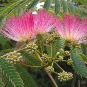 albízia julibrissin, albizia julibrissin, albízia, albizia, perzský strom, ružová albizia, ombrella, albizia ombrella