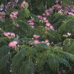 albízia julibrissin, albizia julibrissin, albízia, perzský strom, ružová albízia, albizia ombrella, ombrella