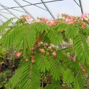 albícia julibrissin, albizia julibrissin, albícia, albicia