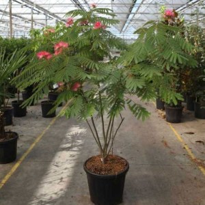 albízia julibrissin tvar viackmeň 250-280cm, albizia julibrissin, albizia, albiizia, ruzova albizia