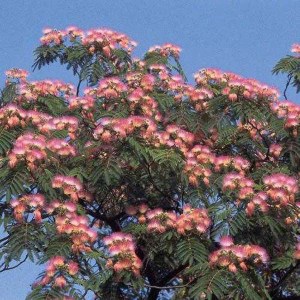 albízia julibrissin rosea, albizia julibrissin rosea, albizia julibrissin, albizia rosea