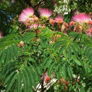 albízia julibrissin, albizia julibrissin, albizia, albiizia, ruzova albizia