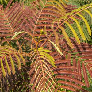 albízia ružová evis pride,albizia julibrissin evis pride,albízia ružová,ružové kvety,exotický strom,solitér,záhrada,park