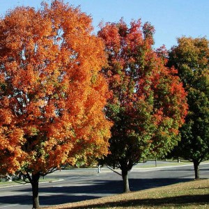 ambrovník styraxový, liquidambar styraciflua, ambrovník, ambrovnik, liquidambar, ambrovník 125-150cm