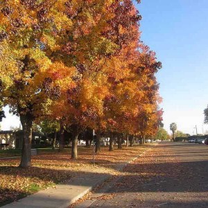 ambrovník styraxový, liquidambar styraciflua, ambrovník, ambrovnik, liquidambar, ambrovník 300-350cm