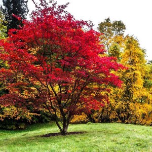 ambrovník styraxový, liquidambar styraciflua, ambrovník, ambrovnik, liquidambar, ambrovník styraxový viackmeň 175-200cm, ambrovník styraxový viackmeň 