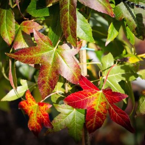 Liquidambar styraciflua Worplesdon, ambrovník Worplesdon, ambrovník styraxový, okrasný strom do záhrady, listnatý strom, jesenné sfarbenie listov, solitérny strom, raritné dreviny, ambrovník pestovanie