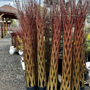 americká pletená vŕba, salix, pletená vŕba, americká vŕba, pletena vrba, americka vrba, americka pletena vrba, vrba, vŕba