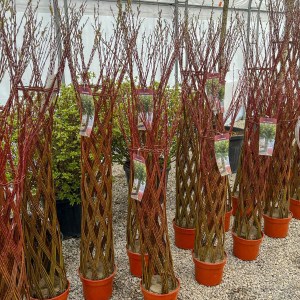 americká pletená vŕba, salix, pletená vŕba, americká vŕba, pletena vrba, americka vrba, americka pletena vrba, vrba, vŕba 180-200cm