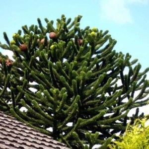 araukária andská, araucaria araucana, araukária, araucaria, araukária 90-100cm, araukária veľká