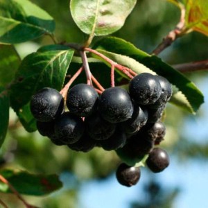 arónia čerešňolistá viking, aronia prunifolia viking, arónia čerešňolistá, aronia viking