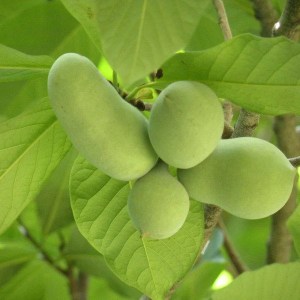 asimina trojlaločná, asimina triloba, asimina, asiminy, banán severu