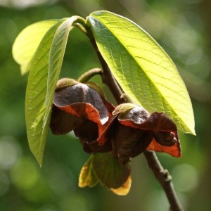 asimina trojlaločná, asimina triloba, asimina, asiminy, banán severu, asimina trojlaločná 250-300cm