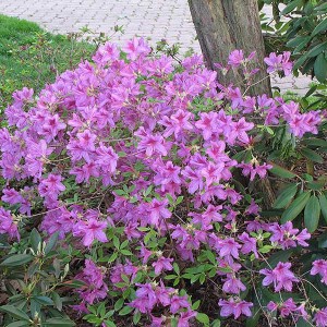 azalka japonská fialová, azalea japonica, azalka, azalea, azalka japonská, fialová azalka