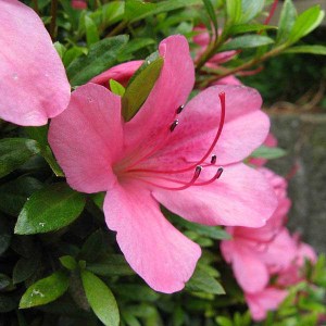 azalka japonská ružová, azalea japonica, azalka, azalea, azalka japonská, ružová azalka