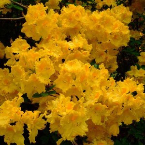 azalka japonská žltá, azalea japonica, azalka, azalea, azalka japonská, žltá azalka