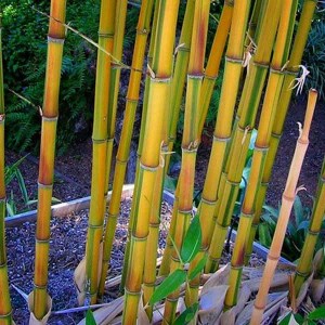 bambus phyllostachys aureosulcata spectabilis., phyllostachys aureosulcata spectabilis, bambus, phyllostachys, bambusy,  phyllostachys aureosulcata