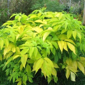 sambucus nigra aurea, sambucus nigra aurea, sambucus, baza, baza čierna, baza aurea, baza zlatá