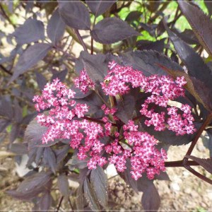 baza čierna, baza cierna, sambucus nigra black beauty, baza, sambucus nigra