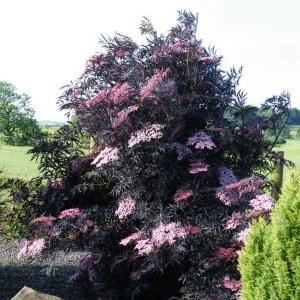 baza čierna, baza cierna, sambucus nigra black lace, baza, black lace