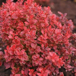 Dráč thunbergov Atropurpurea. Berberis thunbergii Atropurpurea.