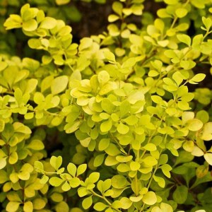 dráč thunbergov aurea, berberis, dráč, berberis aurea 