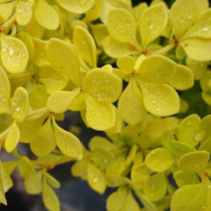 dráč thunbergov aurea, berberis, dráč, berberis aurea 