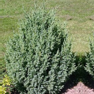 borievka čínska stricta, juniperus chinensis stricta, borievka stricta, borievky stricta, borievka, borievky, borievka čínska