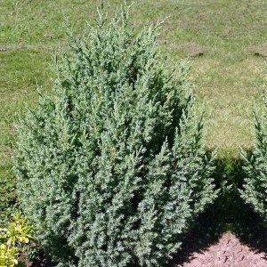 borievka čínska stricta, juniperus chinensis stricta, borievka stricta, borievky stricta, borievka, borievky, borievka čínska