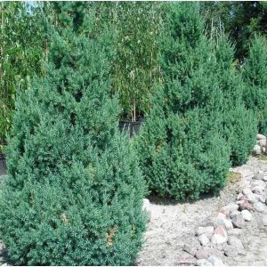 borievka čínska stricta, juniperus chinensis stricta, borievka stricta, borievky stricta, borievka, borievky, borievka čínska