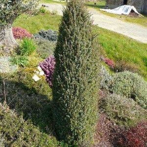 borievka obyčajná, borievka obycajna, juniperus, borievka, juniperus arnold, juniperus