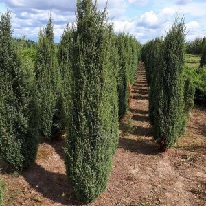 borievka obyčajná, borievka obycajna, juniperus, borievka, juniperus arnold, juniperus