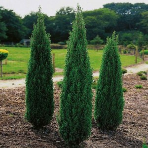 borievka obyčajná, borievka obycajna, juniperus, borievka, juniperus arnold, juniperus, borievka obyčajná arnold 40-50cm. juniperus communis arnold